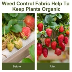 Outsunny 2 X 50 M Fabric Landscape Weed Barrier 15 Outsunny 2 X 50 M Fabric Landscape Weed Barrier -OUTSUNNY Store 1624271851 33238600 0197bfd0 7ca2 4353 8b8d e749ed785bfd